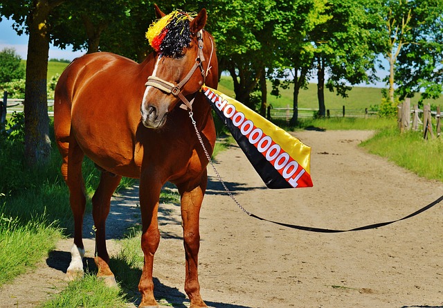 比赛门票分 比赛门票分