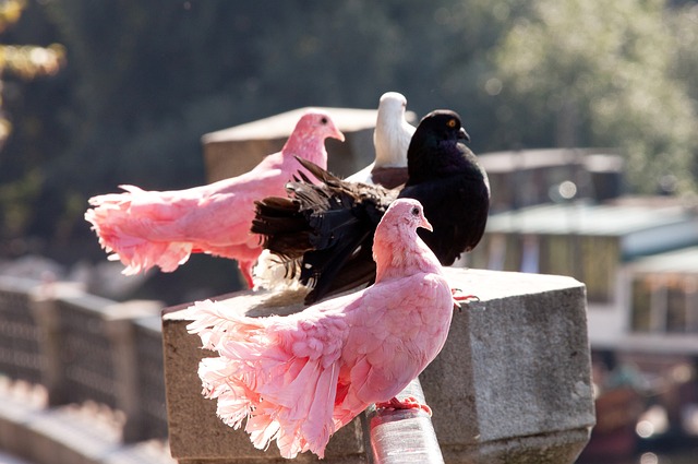 对于莱昂纳 对于莱昂纳